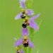 Bee Orchid 210609_3